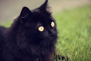 is story me ek black cat rahti hai wo bahut imandar cat thi  