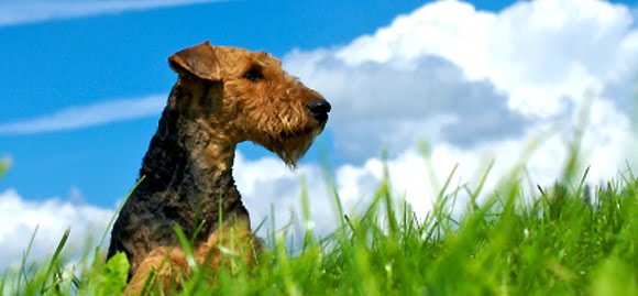 Airedale Terrier