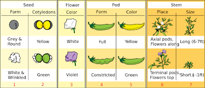 Gregor Mendel's 189th Birthday