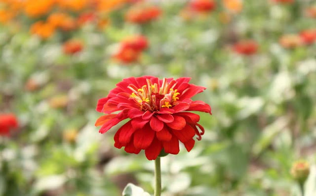 Zinnia Flowers