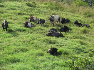 herd of bulls