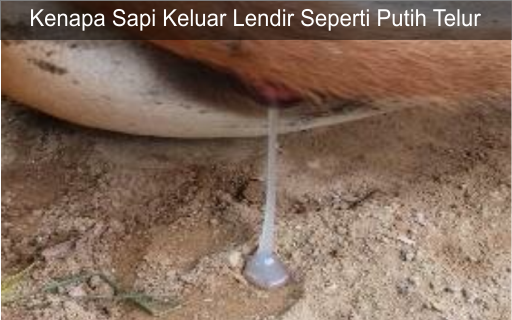 Kenapa Sapi Keluar Lendir Seperti Putih Telur