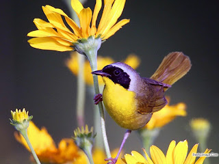 Beautifull Birds HD Desktop Wallpaper Photos