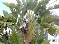 Giant Bird Of Paradise Plant