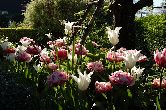 tulp Gerbrand Kieft