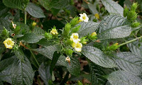 Keji Beling (Stachytarpheta mutabilis)