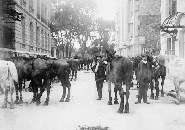 Los animales en la Primera Guerra Mundial