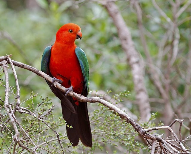  Discover the Beauty of the Australian King Parrot: A Comprehensive Guide