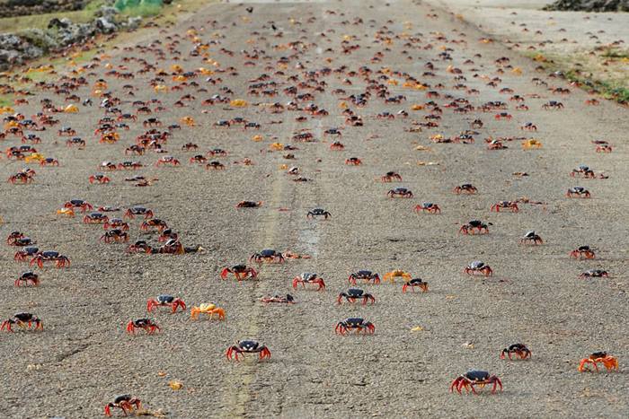 Crab migration in Cuba