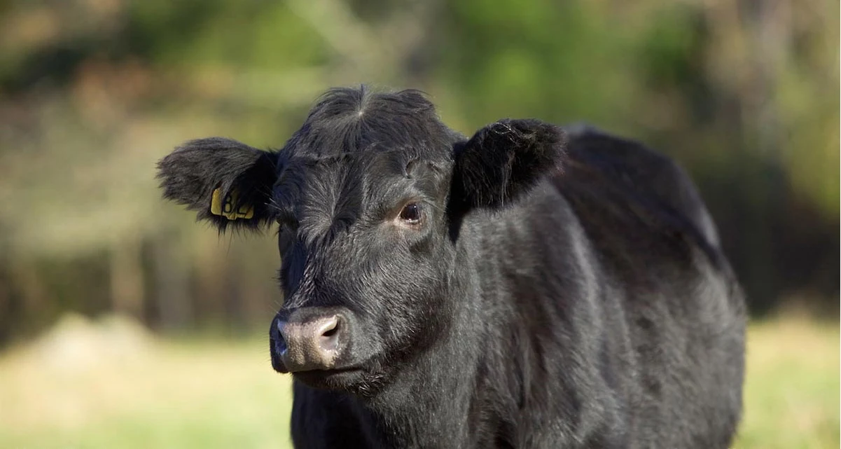 Science pushes cruel new artificial “cultured” meat that involves slicing into heifers while still alive