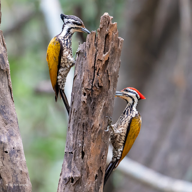 An Bui 2024 Dong Nai - Common Flameback (Gõ kiến vàng nhỏ)