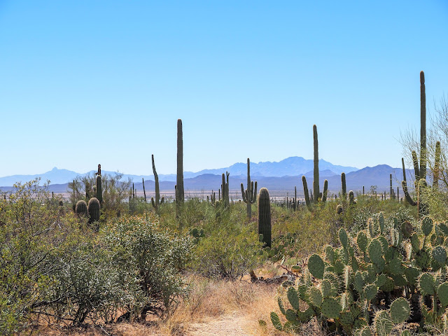 Saguaro National Park, Arizona