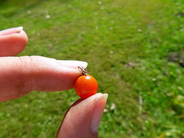 Sweet Pea Currant