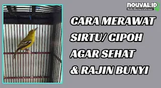 agar burung sirtu cepat bunyi,suara burung sirtu jantan mp3,burung sirtu,suara burung sirtu,download suara burung sirtu betina pikat mp3,manfaat garam untuk burung sirtu,burung sirtu agar cepat gacor,