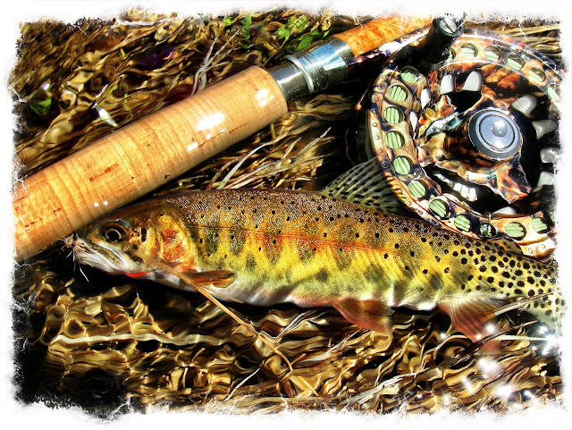 rio grande cutthroat trout