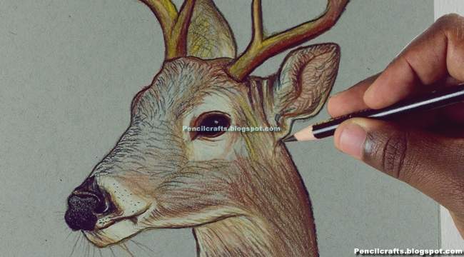 Color Pencil drawing Deer-beginner