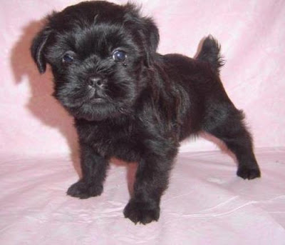 Affenpinscher Puppy Picture