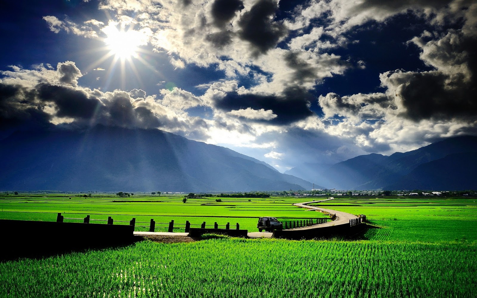 foto pemandangan  sawah yang  indah  Pemandanganoce