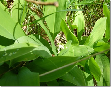 P1060411