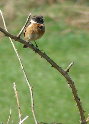 Stonechat (Saxicola torquata)