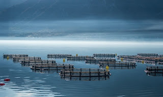 cultivation of fish, mariculture