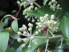 Klimop trekt veel insecten aan zoals bijen, vlinders en zweefvliegen