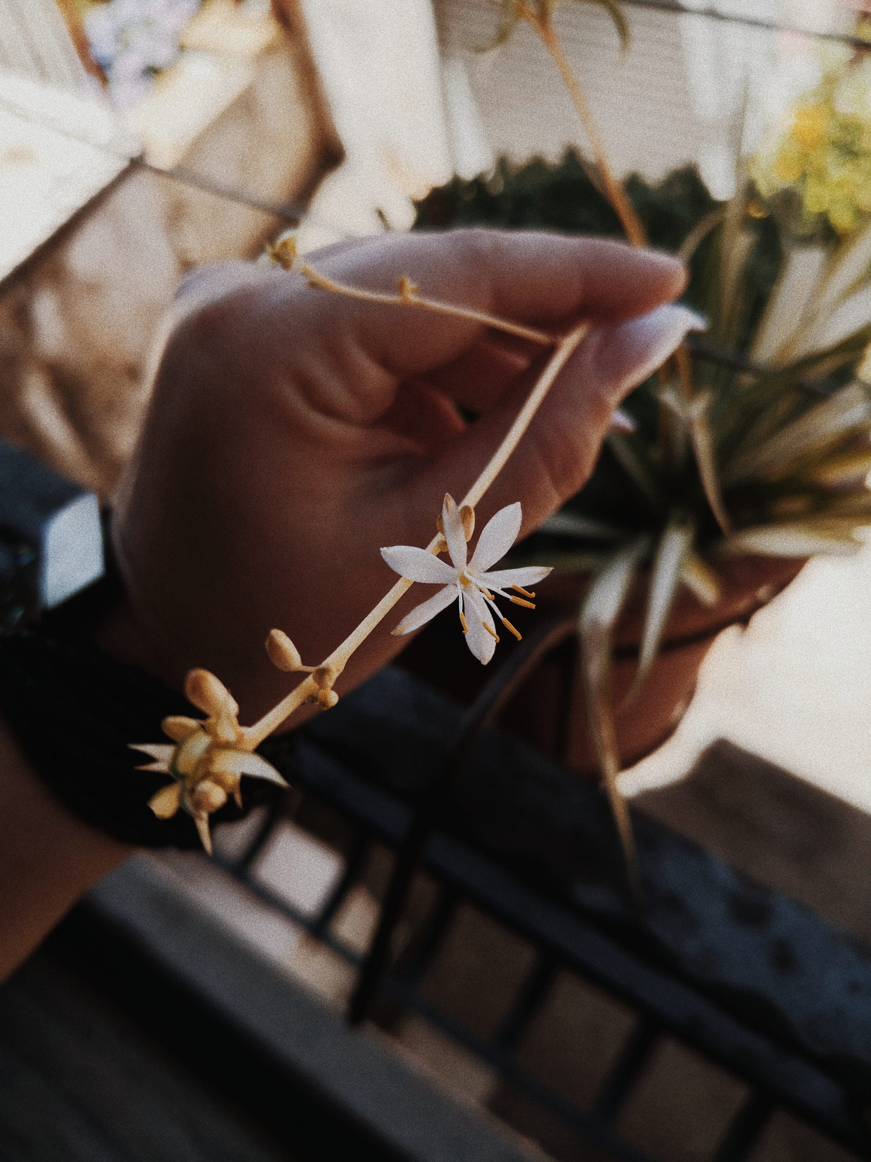 One hand holds white flowers of potted chlorophytum