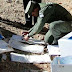 En el paso fronterizo de La Quiaca: gendarmes incautaron más de ocho kilogramos de cocaína