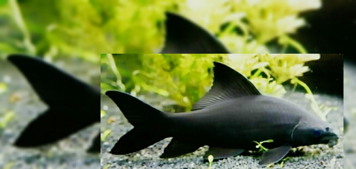 15 Ikan Hias Cantik Yang Mudah Dipelihara Pemula Beserta Harganya Hobinatang