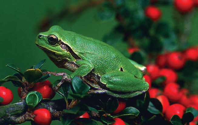 Perbedaan Vertebrata Invertebrata  Serta Contohnya 