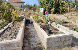 Angela working hard clearing the raised beds