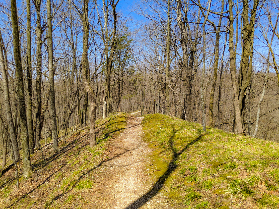 gravel trail over a hill beneath bare trees