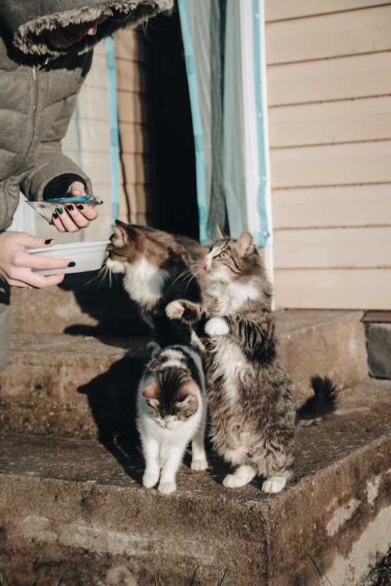 Ernest Hemingway Loved Polydactyl Cats