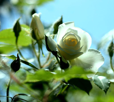 Fotografías e imágenes de flores