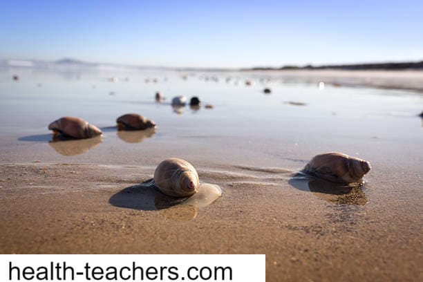 Sea snail 'venom' can be a long-lasting pain reliever - Health-Teachers