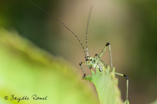 larve de phaneroptera, orthoptere, sauterelle 