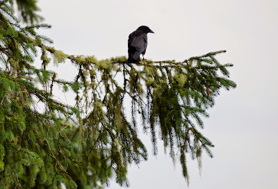 crow in fir