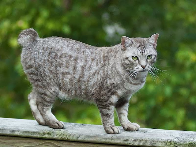 American Bobtail Cat