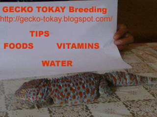 GECKO TOKAY