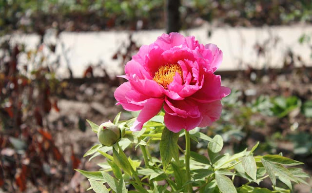 Peony Flowers Pictures