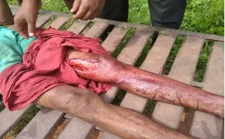 doinfo.in,jangli bhainsa,jangli prani