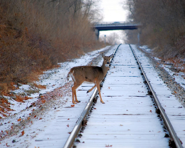 Rail Road Desktop Background