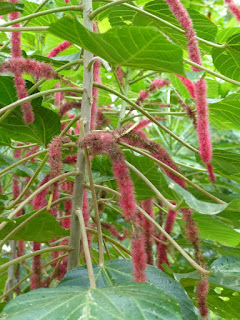 Acalyphe hérissée - Queue de chat - Queue de minite - Acalypha hispida