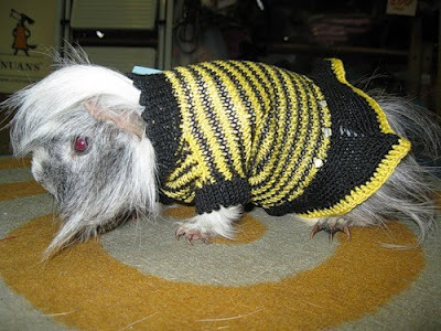 Awesome Pet Costumes Seen On www.coolpicturegallery.us