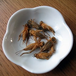 Bacon And Cheese Crickets