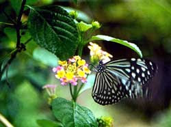 Unforgetable Experiences Butterfly park bali