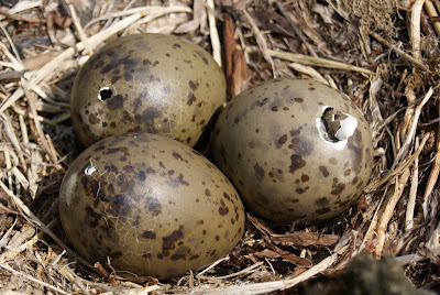 Unwaarsfûgel - Stormmeeuw - Larus canus