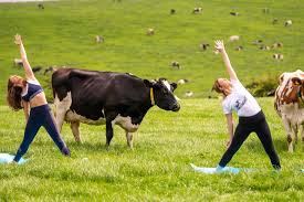 Cow Yoga LivestockTrend