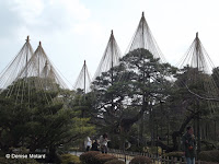 Giant winter 'tents' above trees - Kenroku-en Garden, Kanazawa, Japan