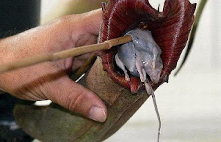  Kantung Semar, Tanaman Langka pemakan tikus